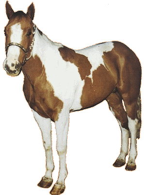 American Paint Horse.gif