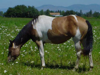 American Paint Horse 10 .gif