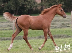 American Quarter Horse 9.jpg