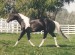 American Paint Horse 2 .gif