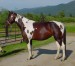 American Paint Horse 3 .gif
