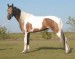 American Paint Horse 5.gif