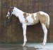 American Paint Horse 6 .gif