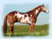American Paint Horse 7 .gif