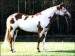 American Paint Horse 8 .gif