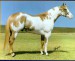American Paint Horse 11 .gif