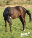 American Quarter Horse 3 .jpg