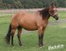 American Quarter Horse 4 .jpg