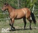 American Quarter Horse 5.jpg