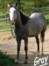 American Quarter Horse 6.jpg