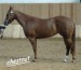 American Quarter Horse 7.jpg