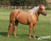 American Quarter Horse 8.jpg