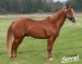 American Quarter Horse 10.jpg